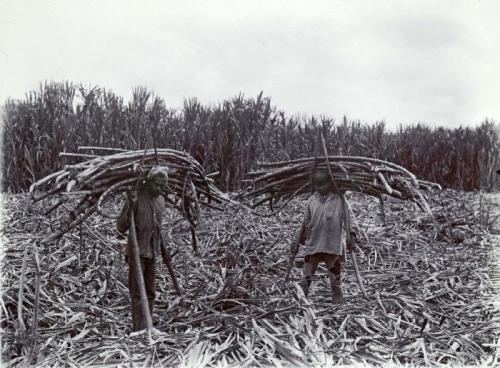 Harvest of sugar cane in Suriname, 1928